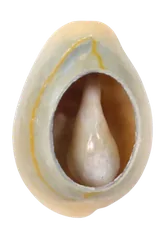 Búzio fechado